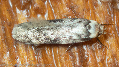 Endrosis sarcitrella