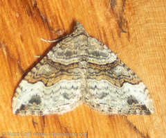 Xanthorhoe defensaria