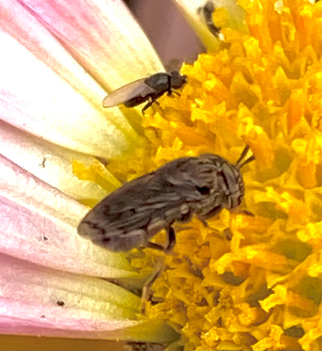 Unknown species found near Lyall St, Boston, MA, US