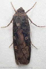 Actebia fennica