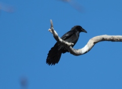 Corvus corax kamtschaticus
