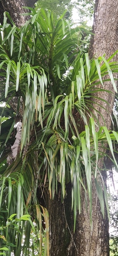 Giant Orchid (Grammatophyllum speciosum)