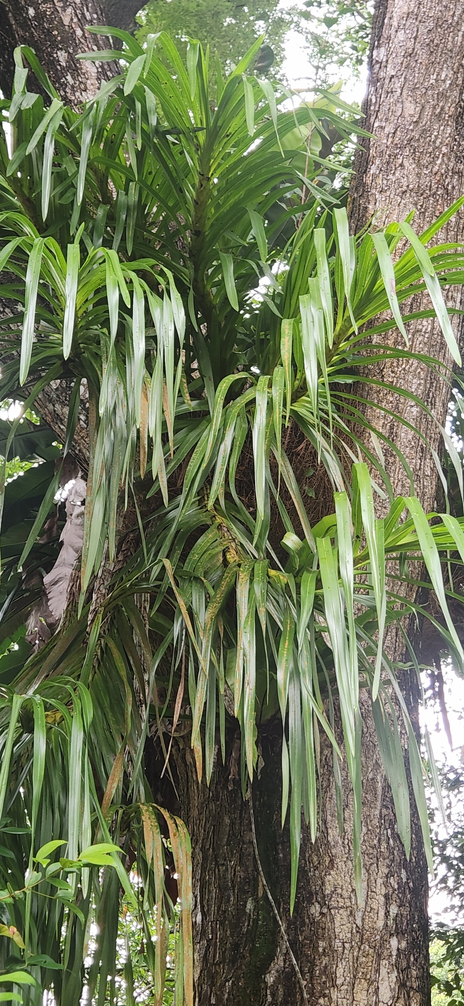 Giant Orchid (Grammatophyllum speciosum)