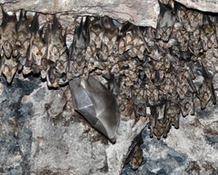 Macroderma gigas