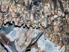 Macroderma gigas