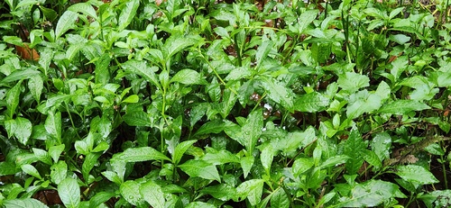 Yerba De Faja (Struchium sparganophorum)