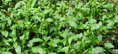 Struchium sparganophorum