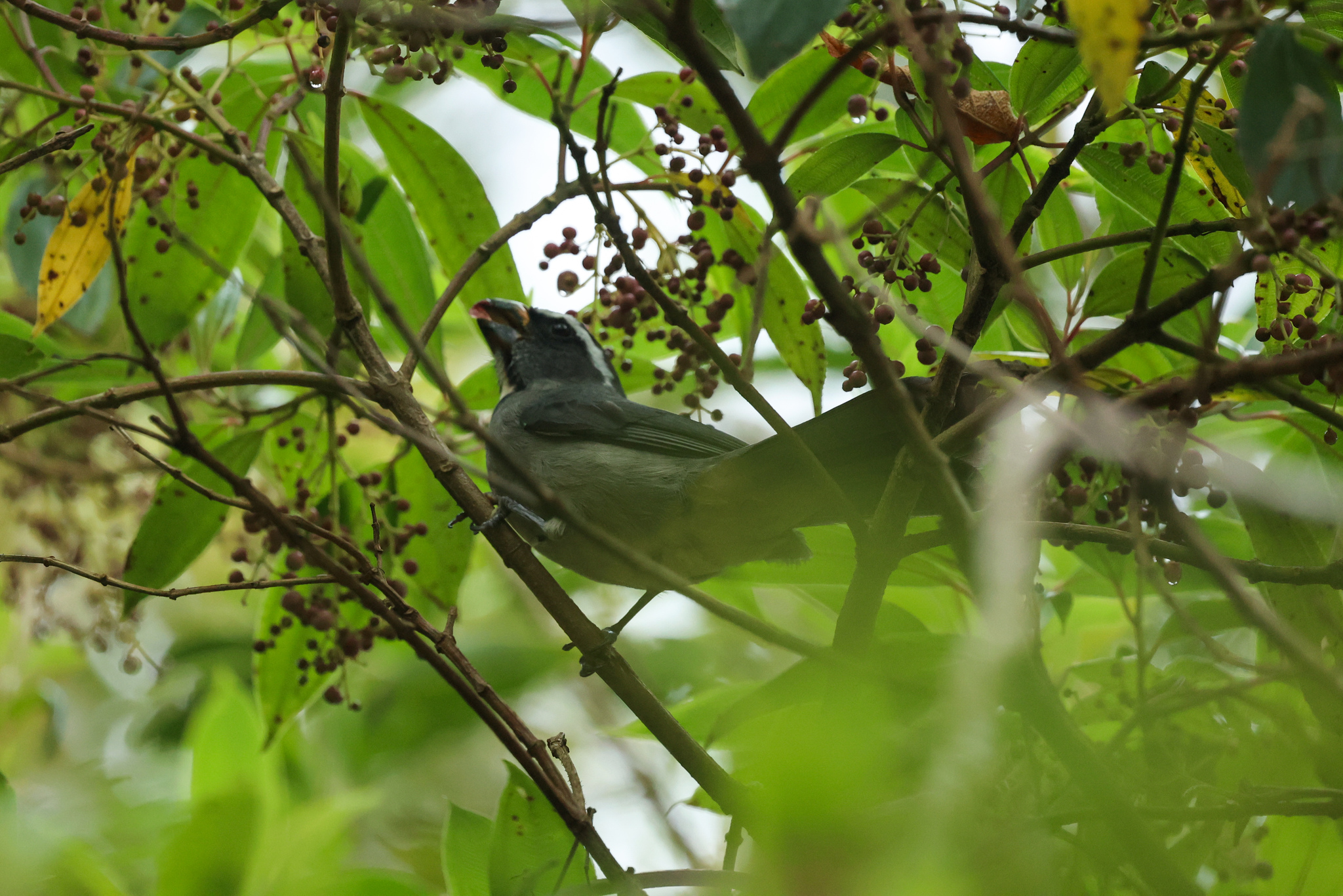 Thick-billed Saltator (Saltator maxillosus)
