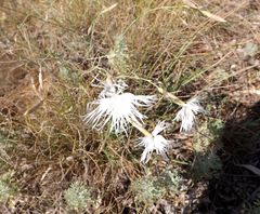 Dianthus acicularis