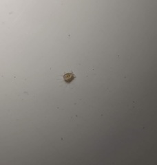 Dermatophagoides farinae