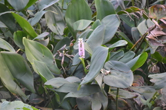 Pontederia sagittata