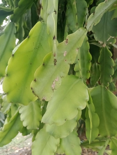 Rhipsalis pachyptera (Rhipsalis pachyptera)