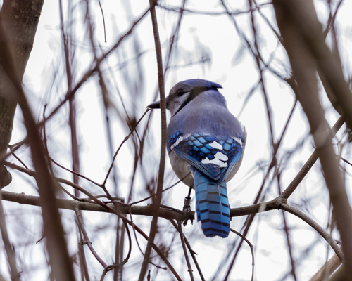 Blue Jay photographed in Delaware