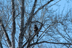 Aquila chrysaetos kamtschatica