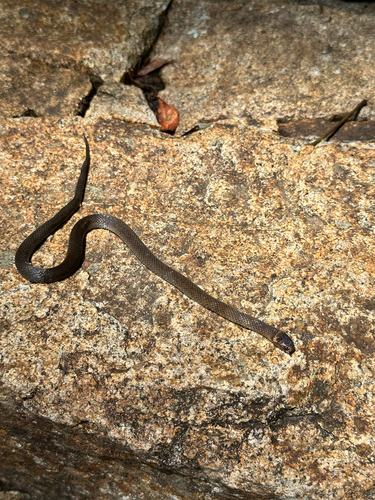 Southern Dwarf Crowned Snake sighting