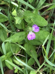 Rostellularia obtusa