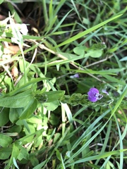 Rostellularia obtusa