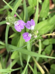 Rostellularia obtusa