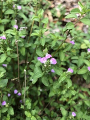 Rostellularia obtusa