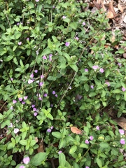 Rostellularia obtusa