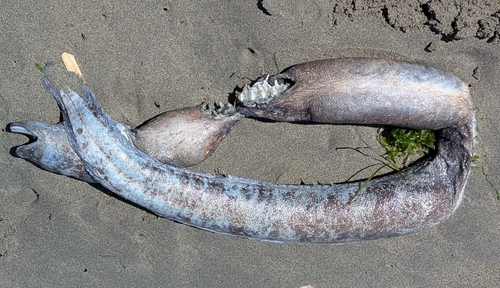 Common conger-eel (Conger verreauxi) — Congridae — 2