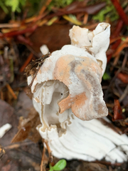 Hypomyces cervinigenus