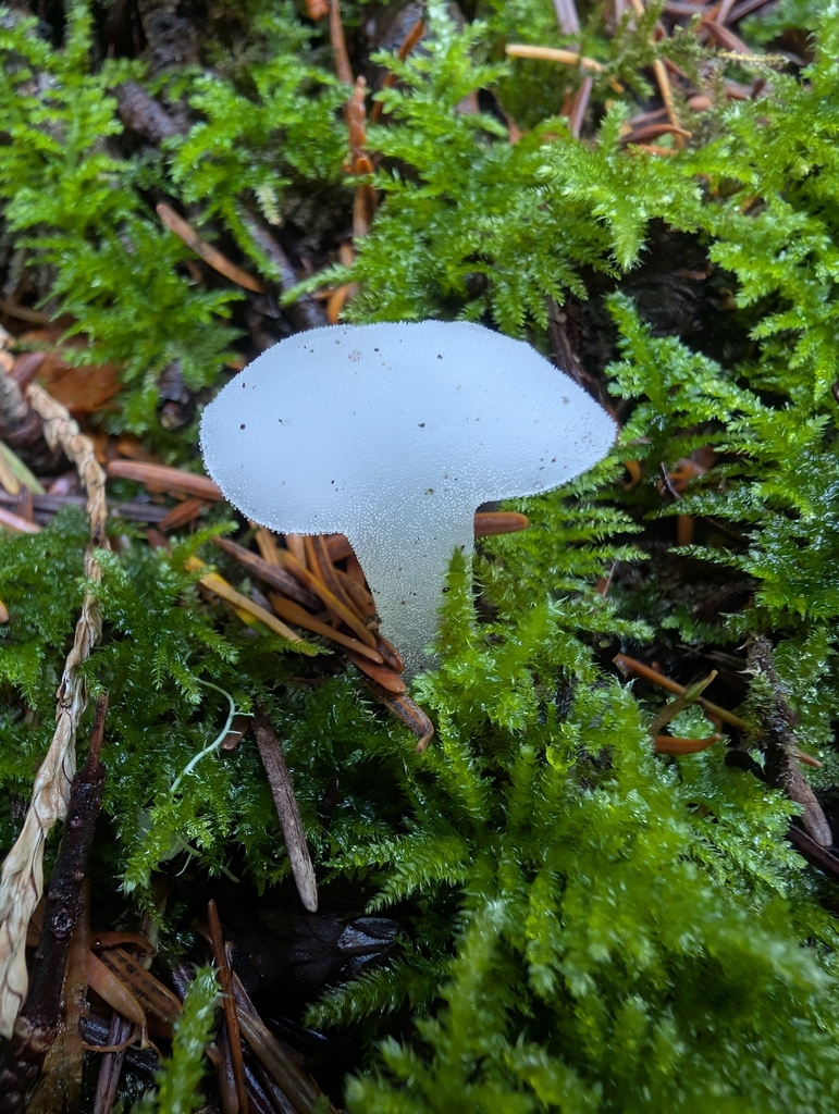 Pseudohydnum gelatinosum · November 2025 · photo: © simonele (iNaturalist, cc-by)
