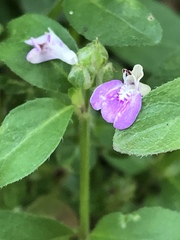 Rostellularia obtusa