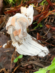 Hypomyces cervinigenus