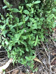 Rostellularia obtusa