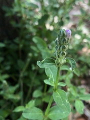 Rostellularia obtusa