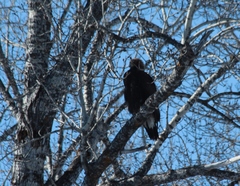 Aquila chrysaetos kamtschatica