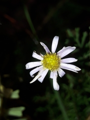 Brachyscome multifida dilatata