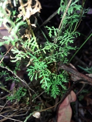 Brachyscome multifida dilatata