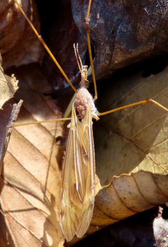 Unknown species found near Whiteoak Canyon Trail, Virginia, USA