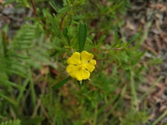 Hibbertia monogyna