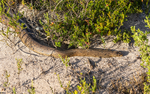Peninsula Brown Snake sighting
