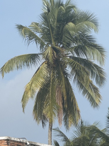 coconut palm