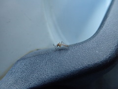 Pterygota