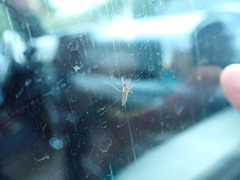Pterygota