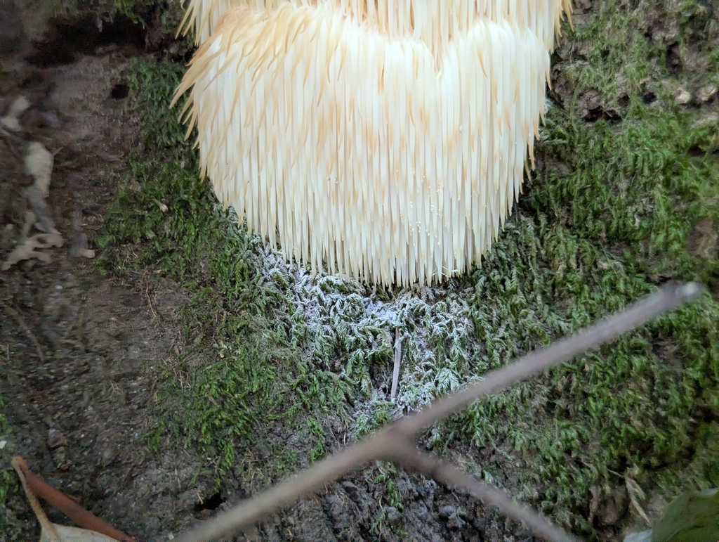Hericium erinaceus · November 2025 · photo: © velodrome (iNaturalist, cc-by)