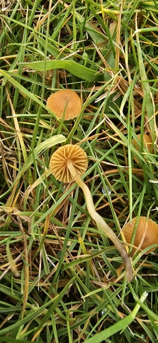 Galerina graminea — no rights reserved