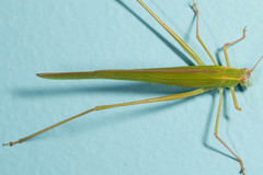Paragnapha insularis