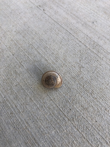 iNaturalist observation photo of Coachella Desertsnail