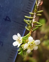 Baeckea diosmifolia
