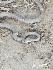 Mastigodryas boddaerti