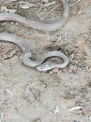 Mastigodryas boddaerti