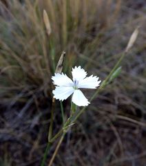 Dianthus ramosissimus