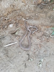 Mastigodryas boddaerti