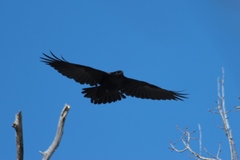 Corvus corax kamtschaticus